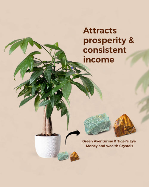 Money and Wealth Set