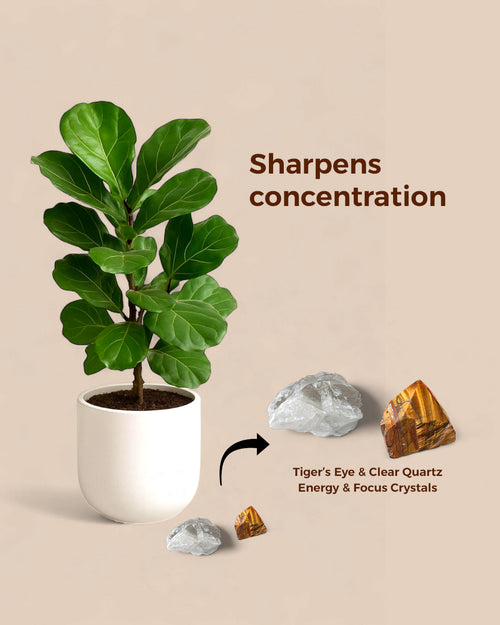 Energy and Focus Set