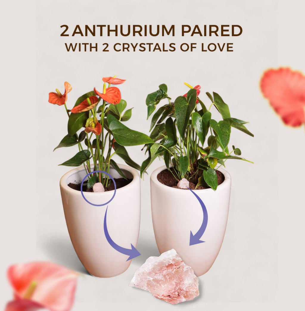 The Love & Relationship Set